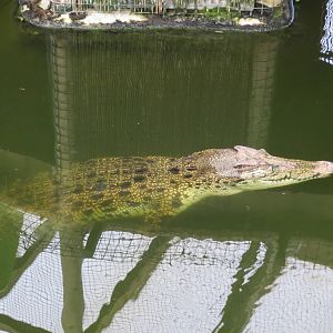 Saltwater Crocodile 060515