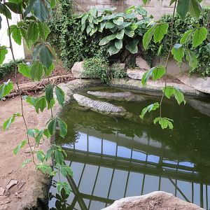 Mugger Crocodiles 060515