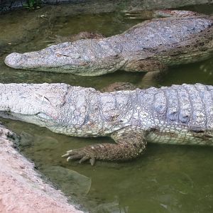 Mugger Crocodiles 060515