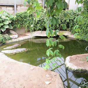 Mugger Crocodiles 060515