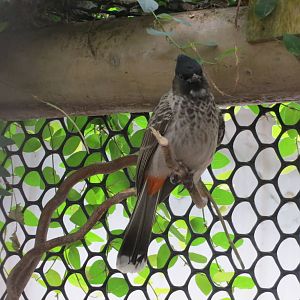 Red-vented Bulbul 060515