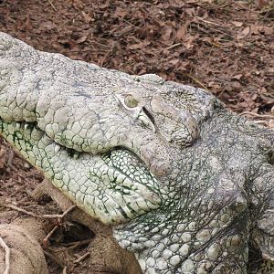 Mugger Crocodile 060515
