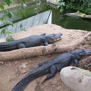 American Alligators 060515