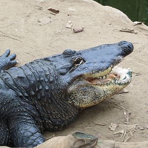 American Alligator 060515
