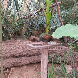 Roul-roul Partridge in Tropical House 060515