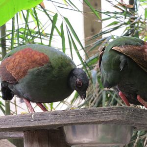 Roul-roul Partridges 060515