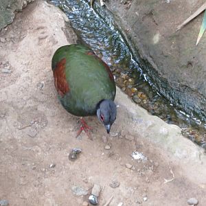 Roul-roul Partridge 060515