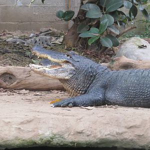 American Alligator 060515