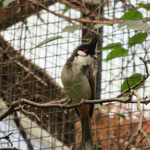 Red-whiskered Bulbul 060515