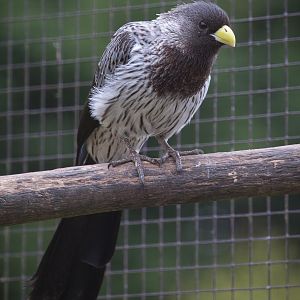 Western grey plantain-eater : Birdland : 19 Apr 2015
