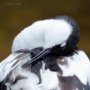 Avocet : Birdland : 19 Apr 2015