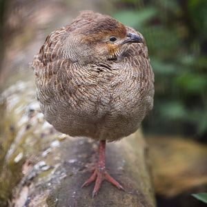 Grey francolin : Birdland : 19 Apr 2015