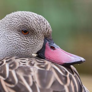 Cape teal : Birdland : 19 Apr 2015