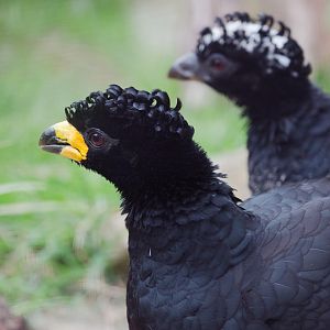 Bare-faced curassow : Birdland : 19 Apr 2015