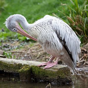 Pink-backed pelican : Birdland : 19 Apr 2015