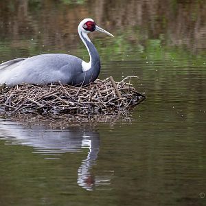 White-naped crane : Birdland : 19 Apr 2015