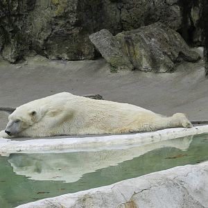 polar bear bronx zoo easter 2015