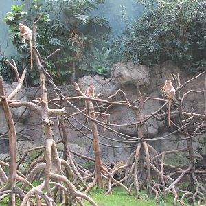 javan langurs bronx zoo