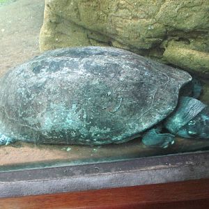 spotted pond turtle bronx zoo