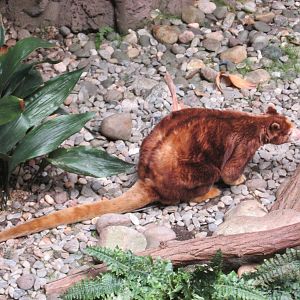 matchie's tree kangaroo bronx zoo