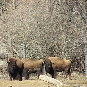 bison bronx zoo
