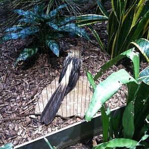 Saint Louis Zoo: Bird House