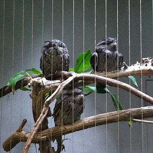 Saint Louis Zoo: Bird House