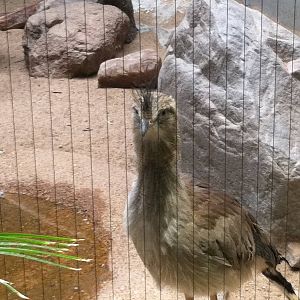 Saint Louis Zoo: Bird House