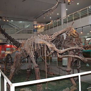 dinosaur hall