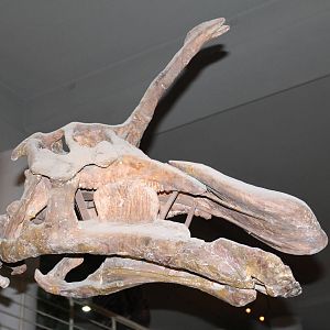 skull of hadrosaur Tsintaosaurus spinorhinus