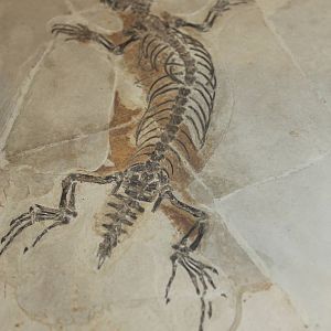 Yabeinosaurus tenuis