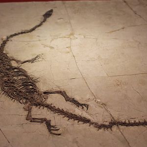 Hyphalosaurus lingyuanensis