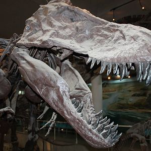 model skull of Tyrannosaurus rex