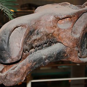 skull of a hadrosaur of the genus Bactrosaurus