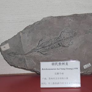 Keichousaurus hui