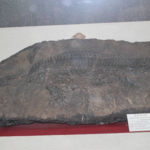 Hupehsuchus nanchangensis