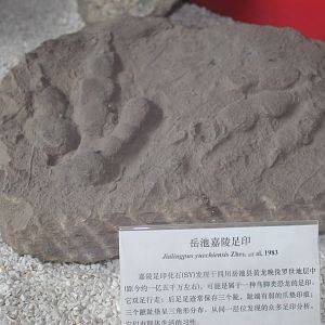 Jialingpus yuechiensis