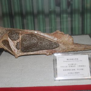 skull of Dsungaripterus weii