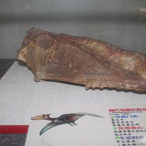skull of Dsungaripterus weii