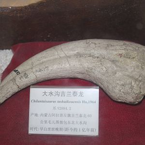 claw of theropod Chilantaisaurus tashuikouensis