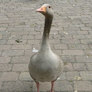 Animal Education Centre- Greylag Goose