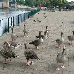 Animal Education Centre- Greylag Goose