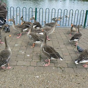 Animal Education Centre- Greylag Goose Flock