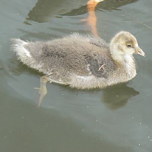 Animal Education Centre- Greylag Goose Chick