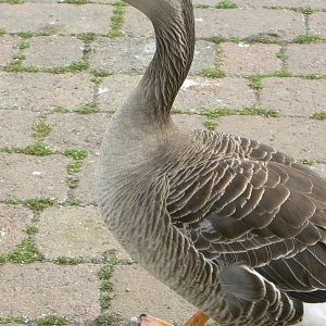 Animal Education Centre- Greylag Goose