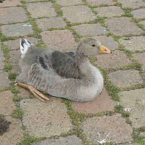 Animal Education Centre- Greylag Goose Chick