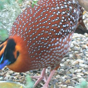 Animal Education Centre- Temminck's Tragopan