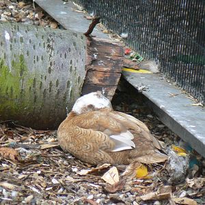 Animal Education Centre- Id?