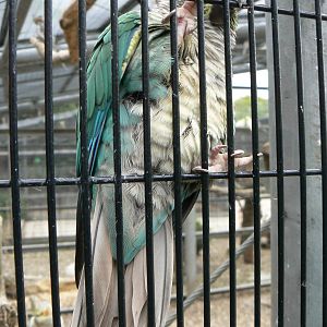 Animal Education Centre- Id?