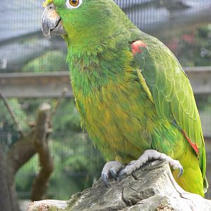 Animal Education Centre- Yellow-crowned Amazon